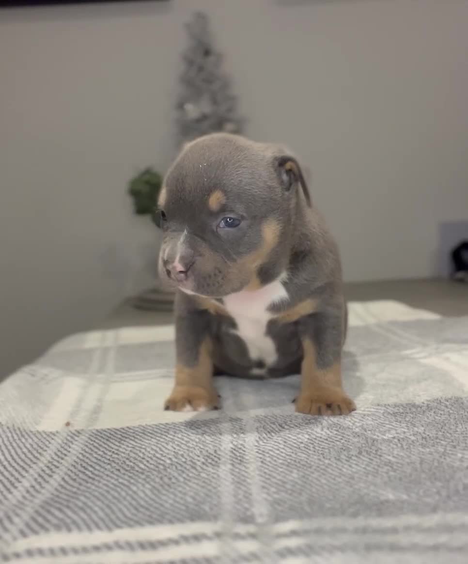 American Bully dogs for sale: 3 Quality American Pocket Bullies - Video 2