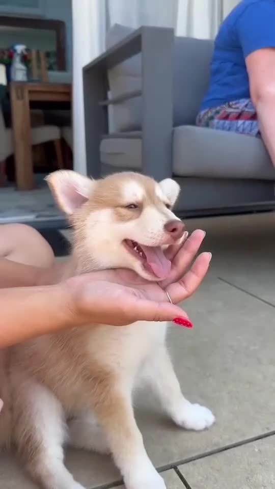 Pomsky dogs for sale: Stunning Red Boy  - Video 1