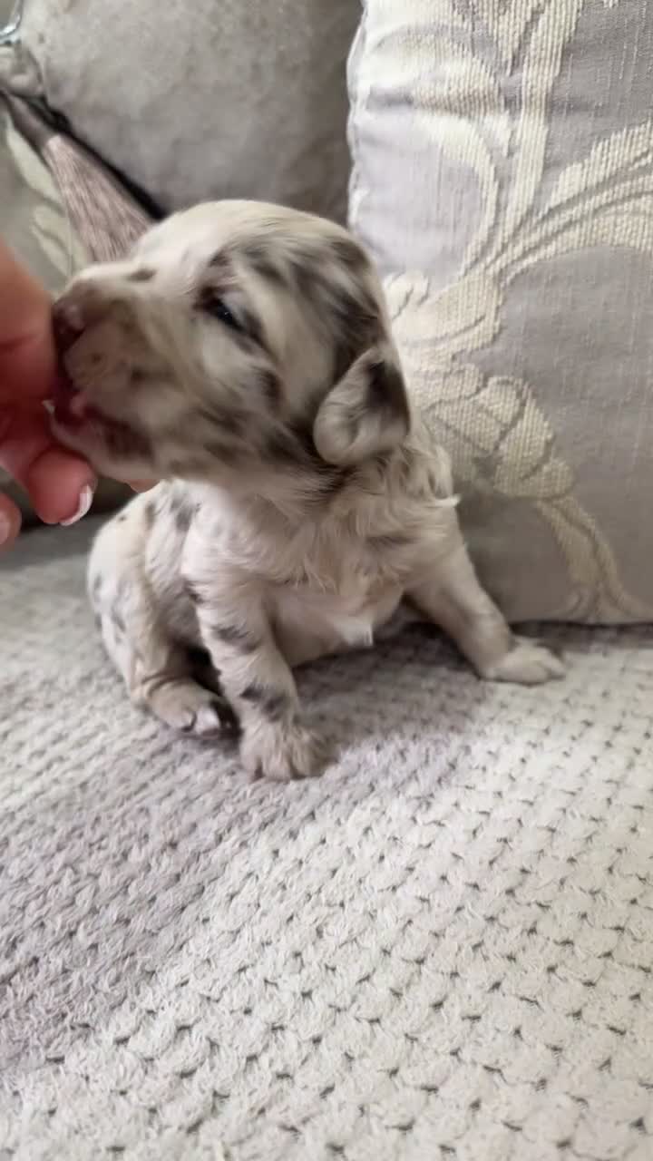 Sproodle dogs for sale: Rare Merle Sroodles  - Video 1