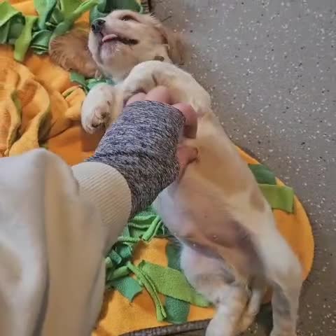 Cocker Spaniel dogs for sale: 1 boy available orange roan  - Video 3