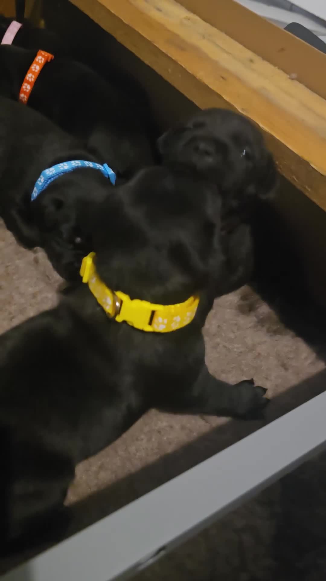 Staffordshire Bull Terrier dogs for sale: Kc registered Staffordshire bullterrier  - Video 1