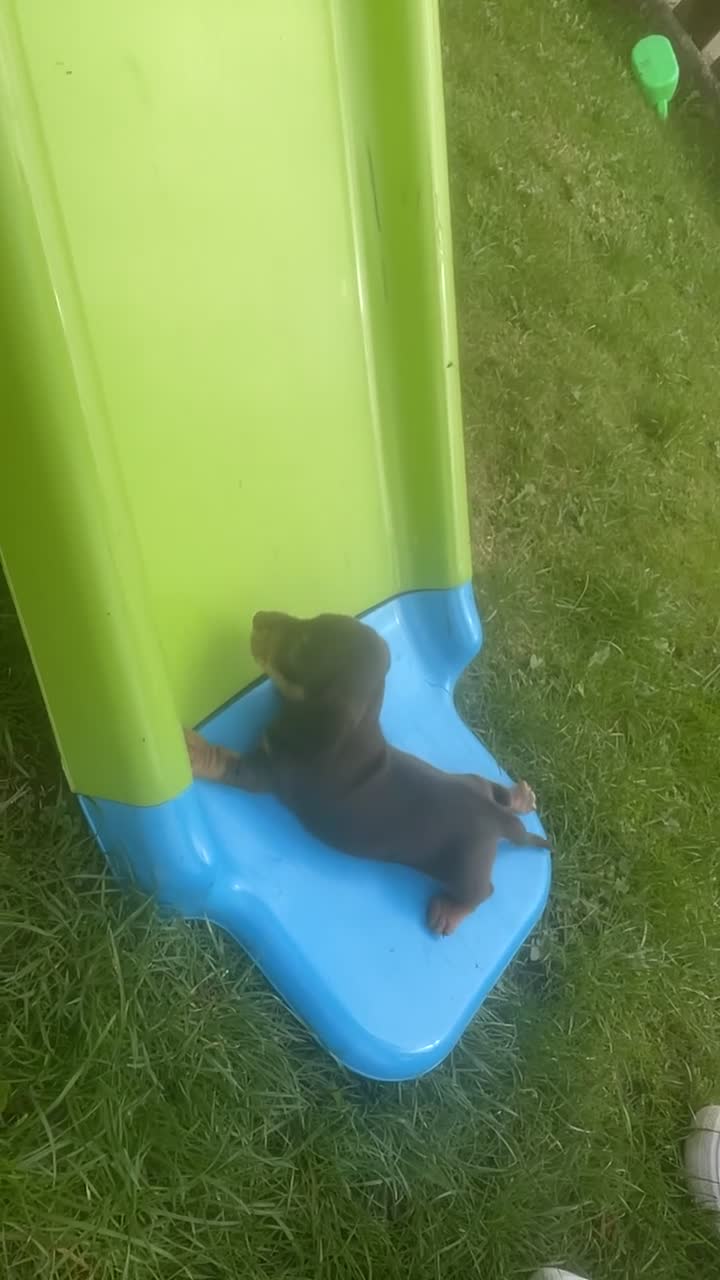 Miniature Dachshund dogs for sale: Miniature Dachshund  in Dungannon - Video 3
