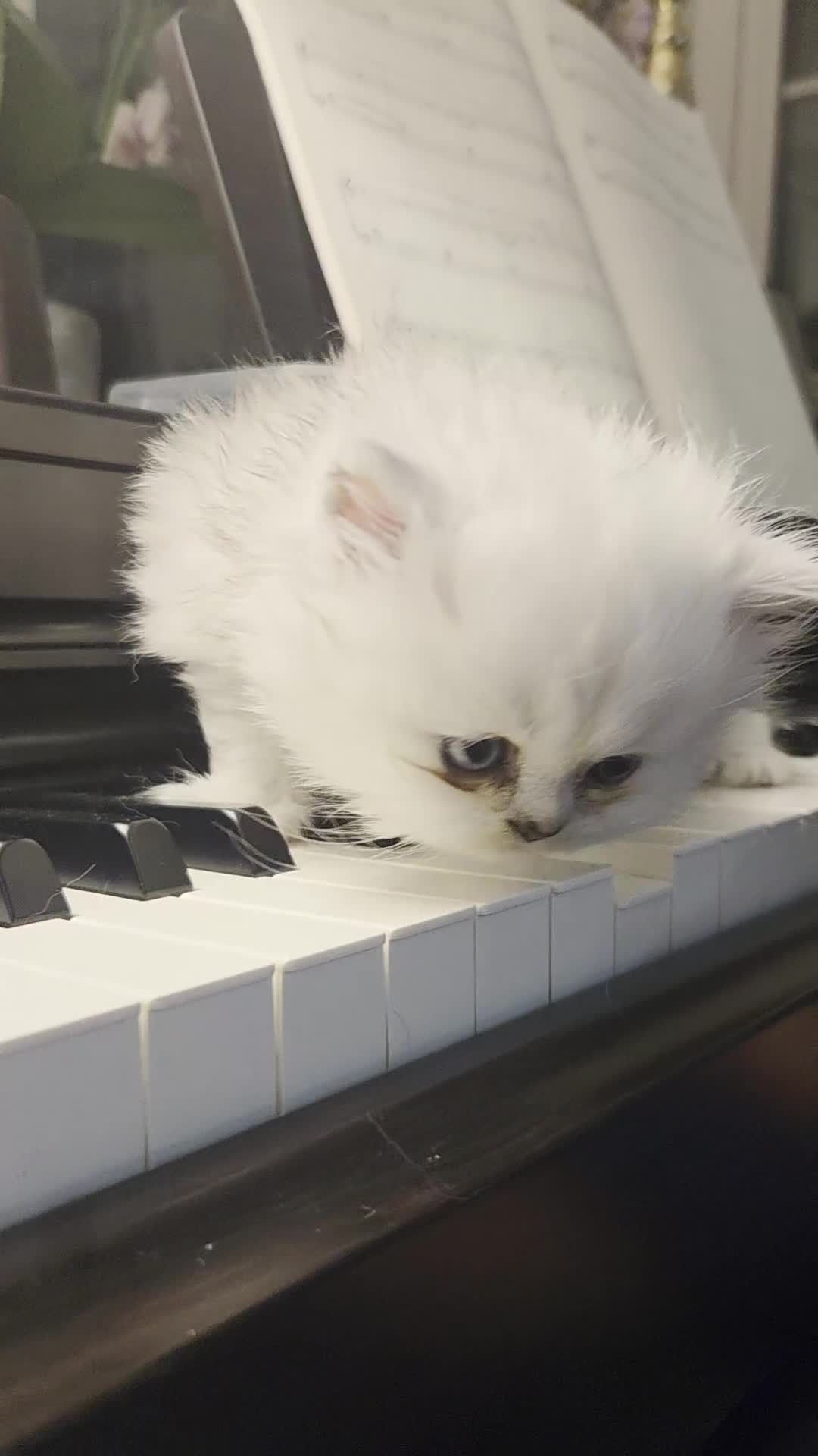 Persian cats for sale: Silvertip Chinchilla Persian- Boy & Girl Available - Video 2