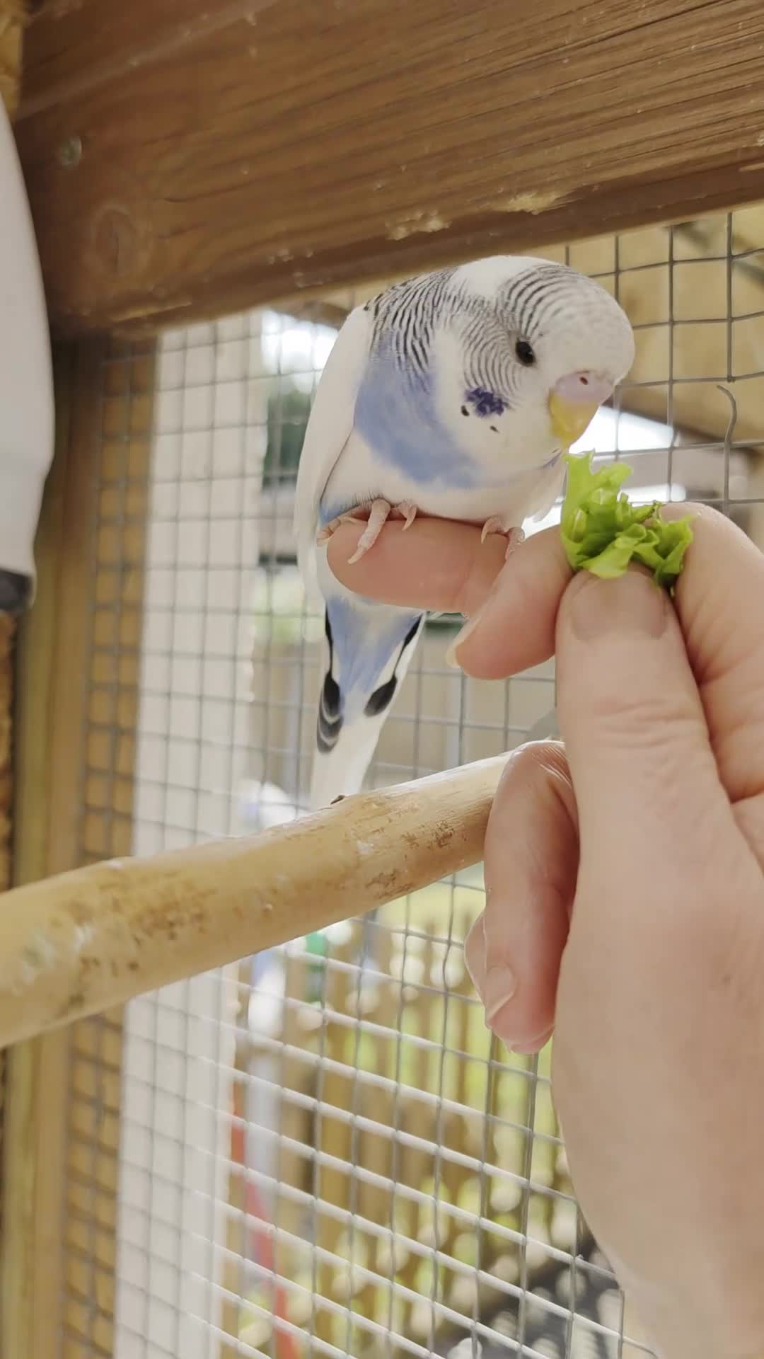 Budgerigars birds for sale: Hand tame violet baby budgies for sale  - Video 2