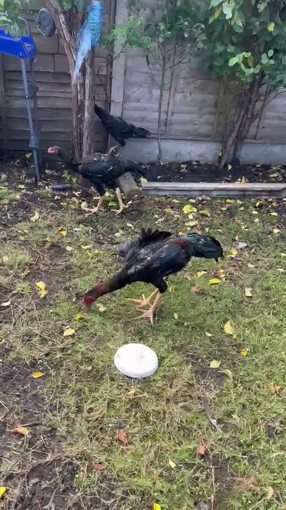 Mixed Breed birds for sale: Shamu Aseel Pure Breed - Video 1