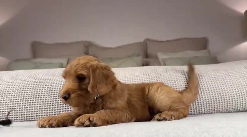 Goldendoodle dogs for sale: “OAKWELL RETRIEVERS” INSTAGRAM  - Video 1