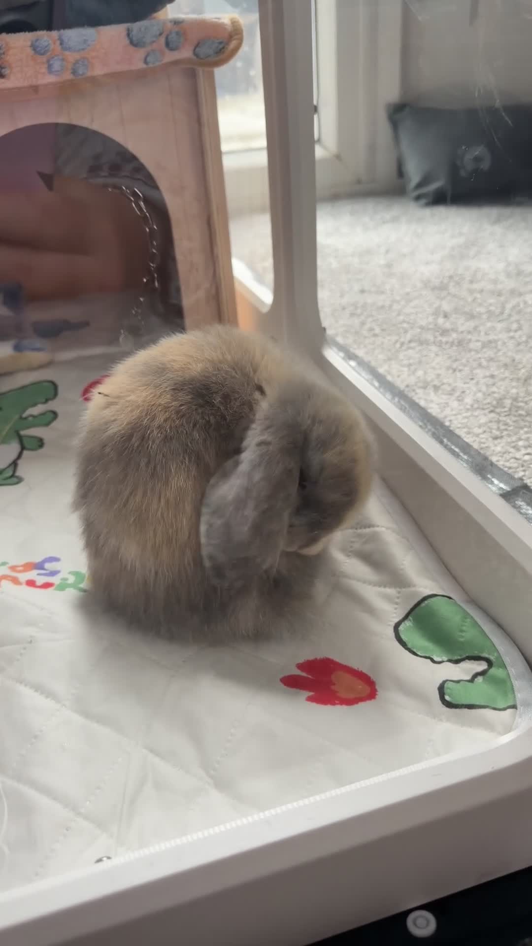 Mini Lop rabbits for sale: Male mini lop (read description)  in Winsford - Video 4