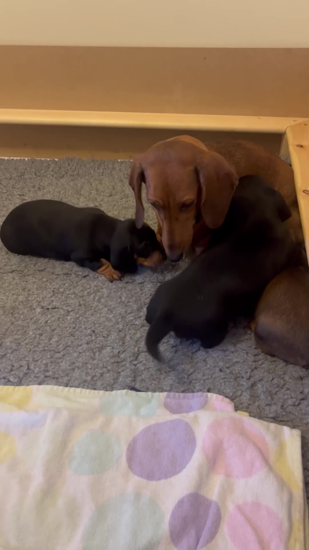 Dachshund dogs for sale: Stunning KC reg Standard Dachshund puppies  - Video 1