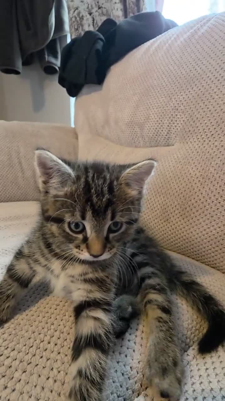 Mixed Breed cats for sale: Bengal X  - Video 2