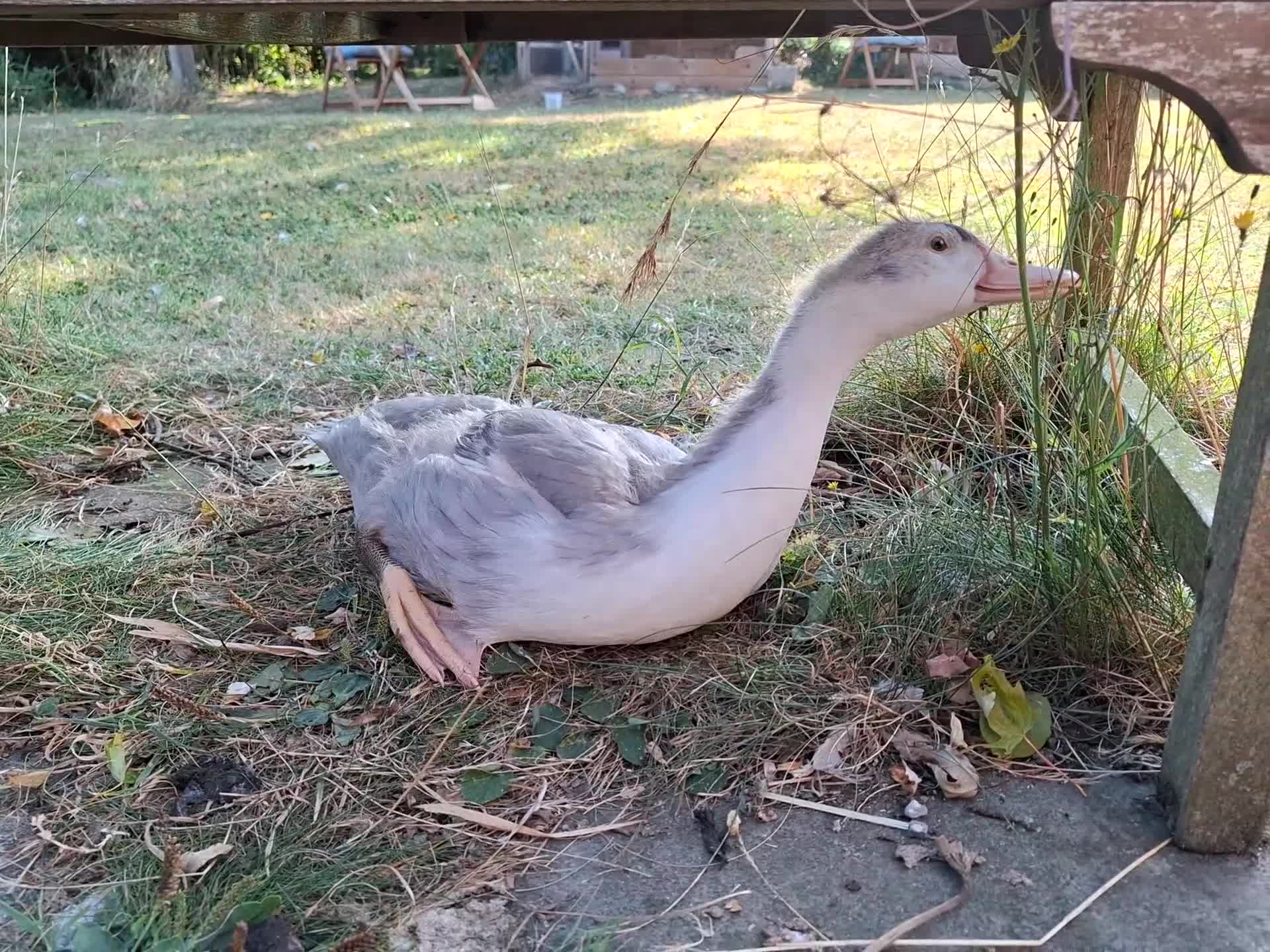 Ducks poultry for sale: Two young lavender Muscovy drakes for sale - Video 2
