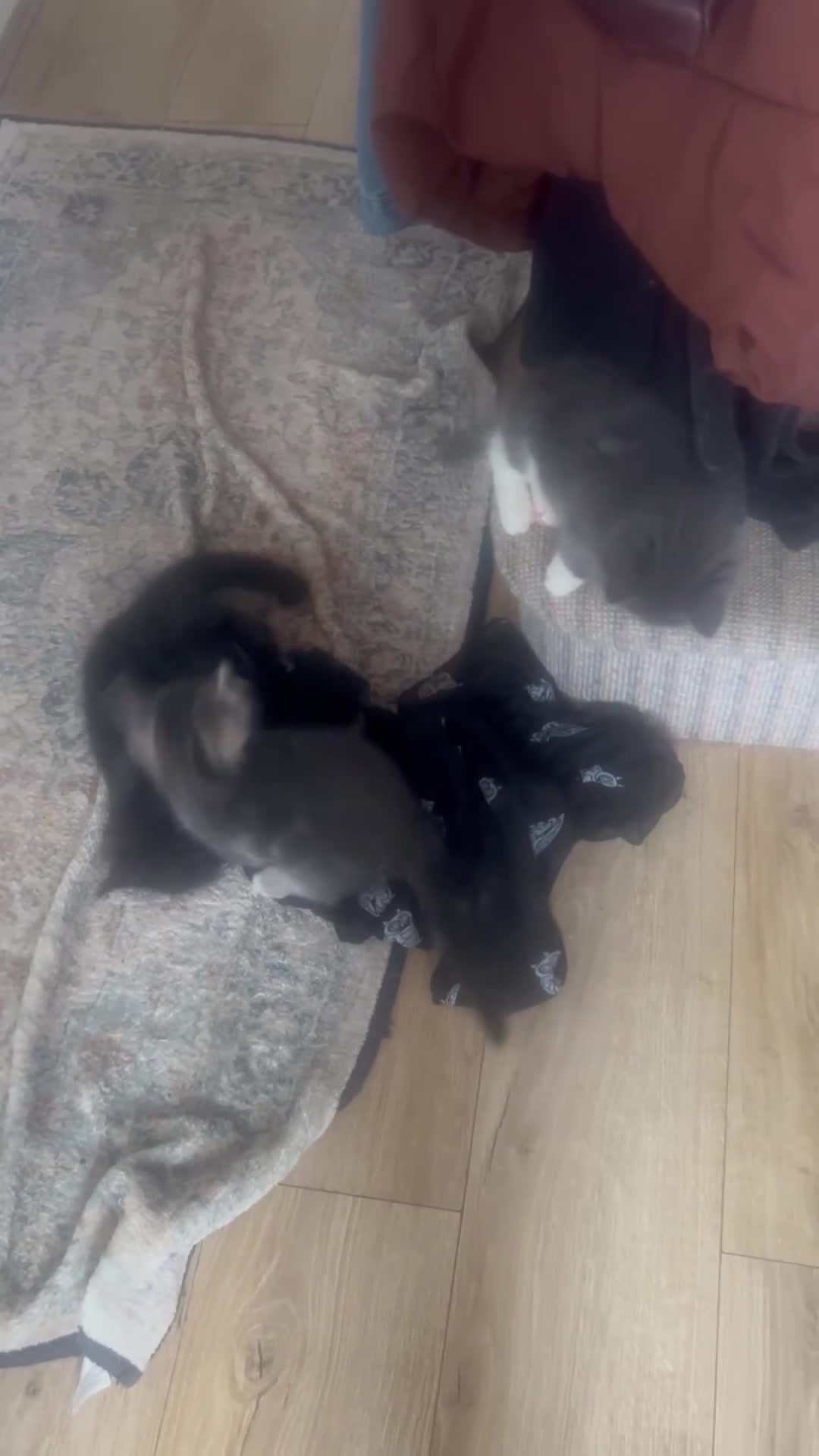 Ragdoll cats for sale: FLUFFY MISCHIEFS READY NOW!!! Ragdoll cross boys - Video 2