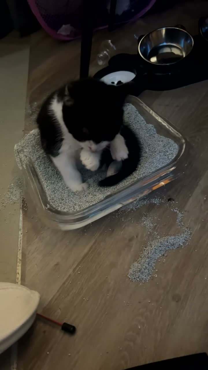 Mixed Breed cats for sale: 9 week old mixed breed tuxedo kitten in Nottingham - Video 1