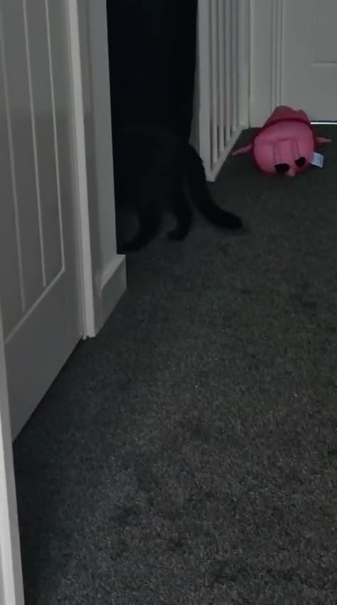 Mixed Breed cats for sale: 2 cats  - Video 2