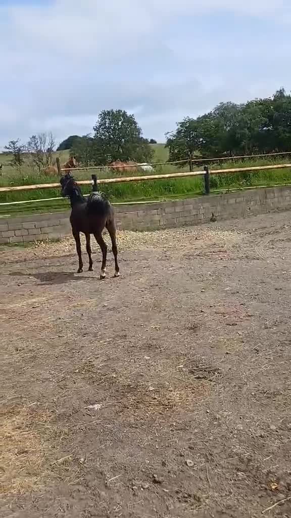 Arabian horse horses for sale: Eye-catching grey Arab yearling gelding - Video 2