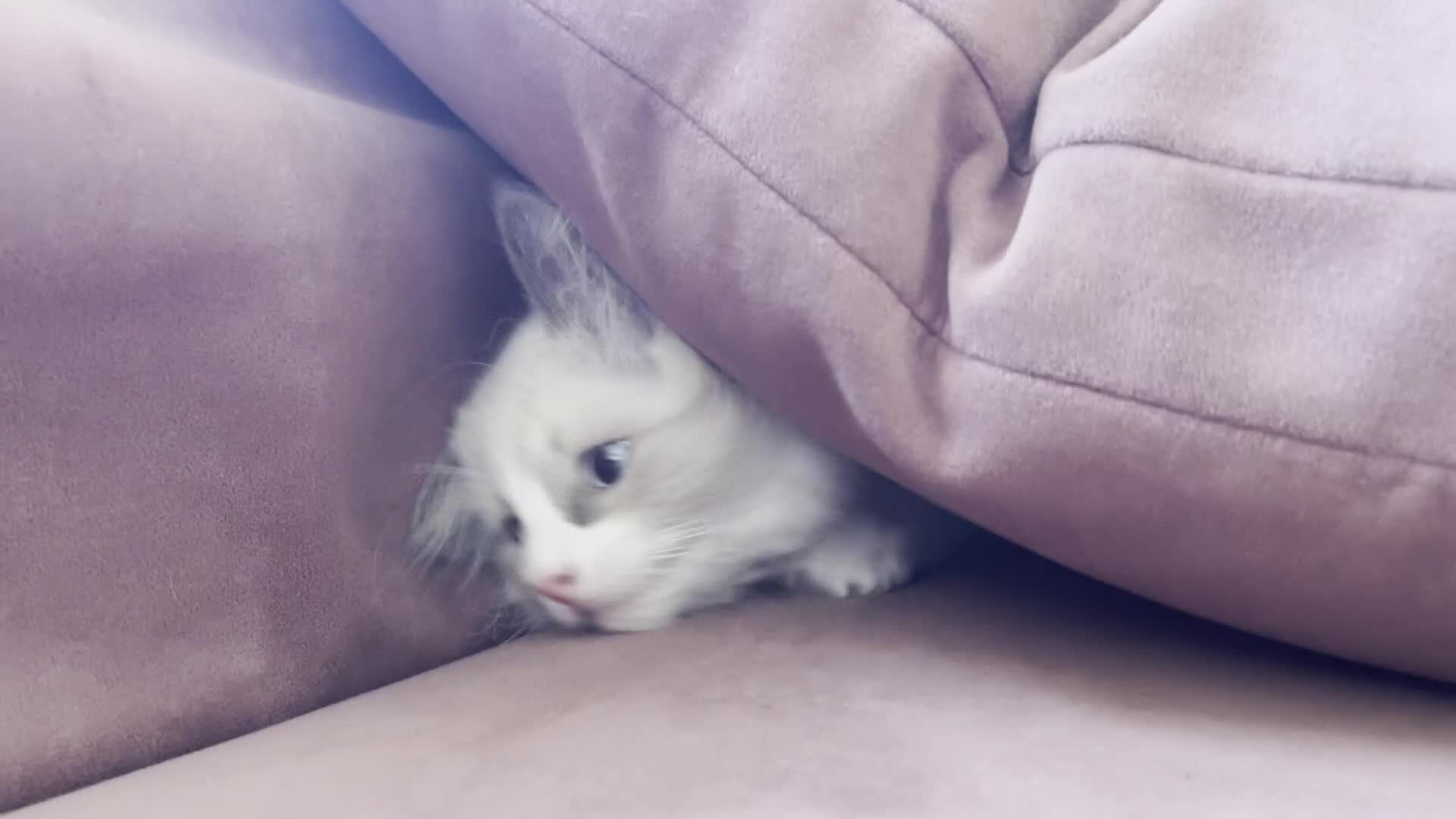 Ragdoll cats for sale: Child Friendly Ragdoll and Ragdoll Cross Kittens  - Video 1