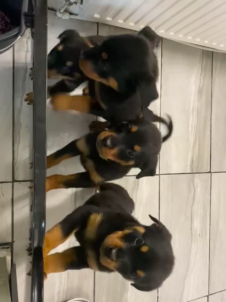 Rottweiler dogs for sale: Stunning Rottweiler Puppies Available  - Video 1