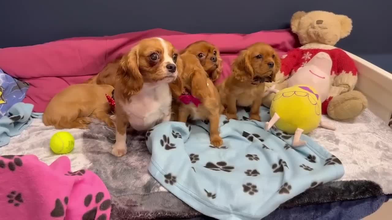 Cavalier King Charles Spaniel dogs for sale: Cavalier king Charles  Ruby's puppy's   - Video 5