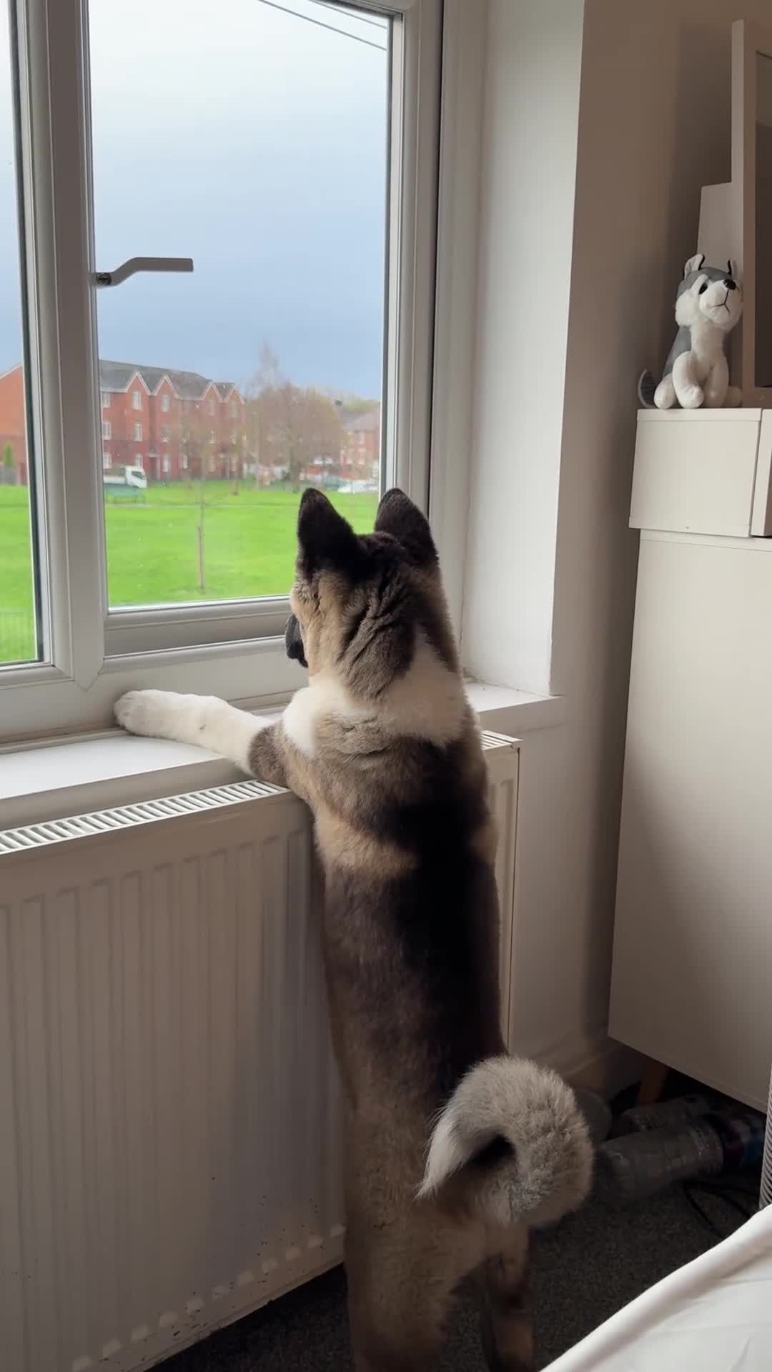 Akita dogs for sale: American akita puppy  - Video 4