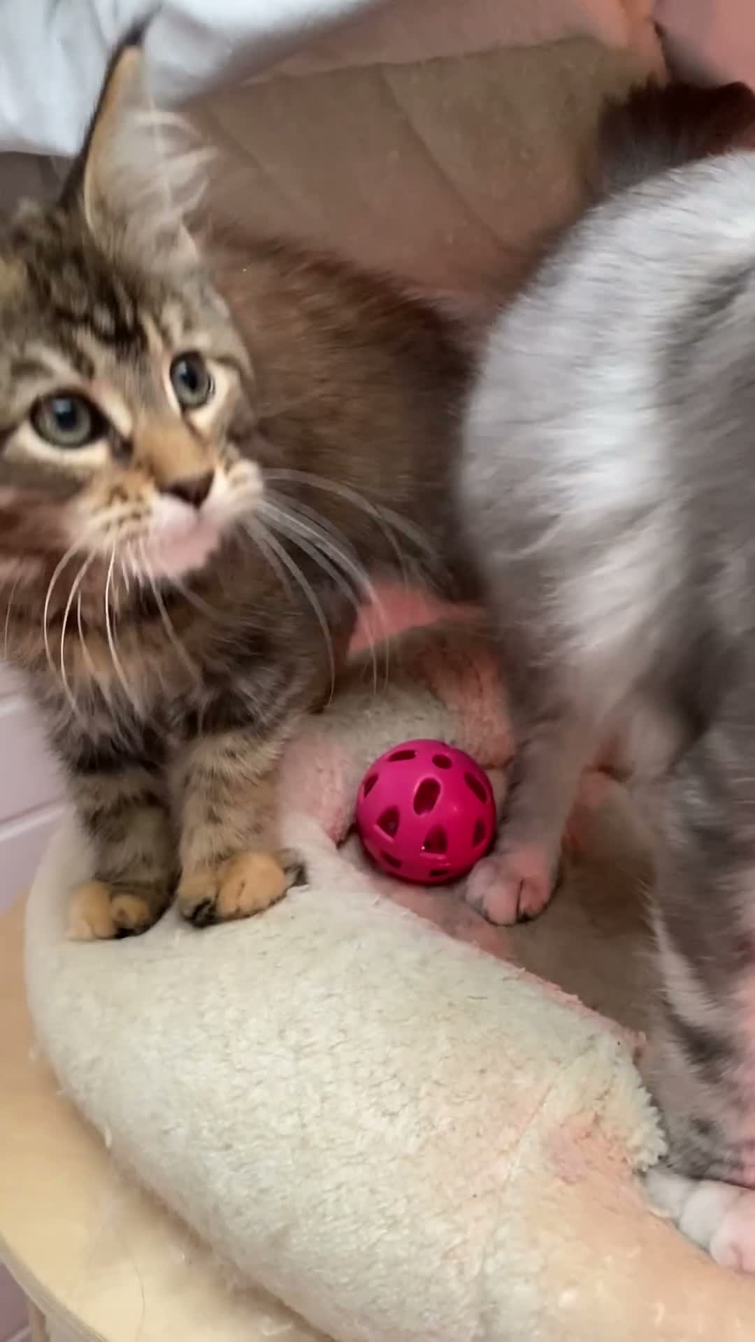Maine Coon cats for sale: GCCF registered Maine coons - Video 3