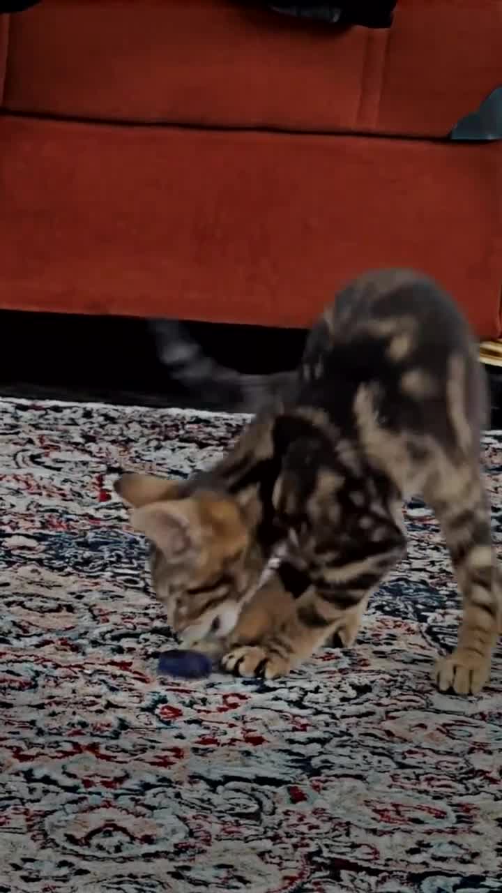 British Shorthair cats for sale: She is very tame and loves to play with children.  - Video 1