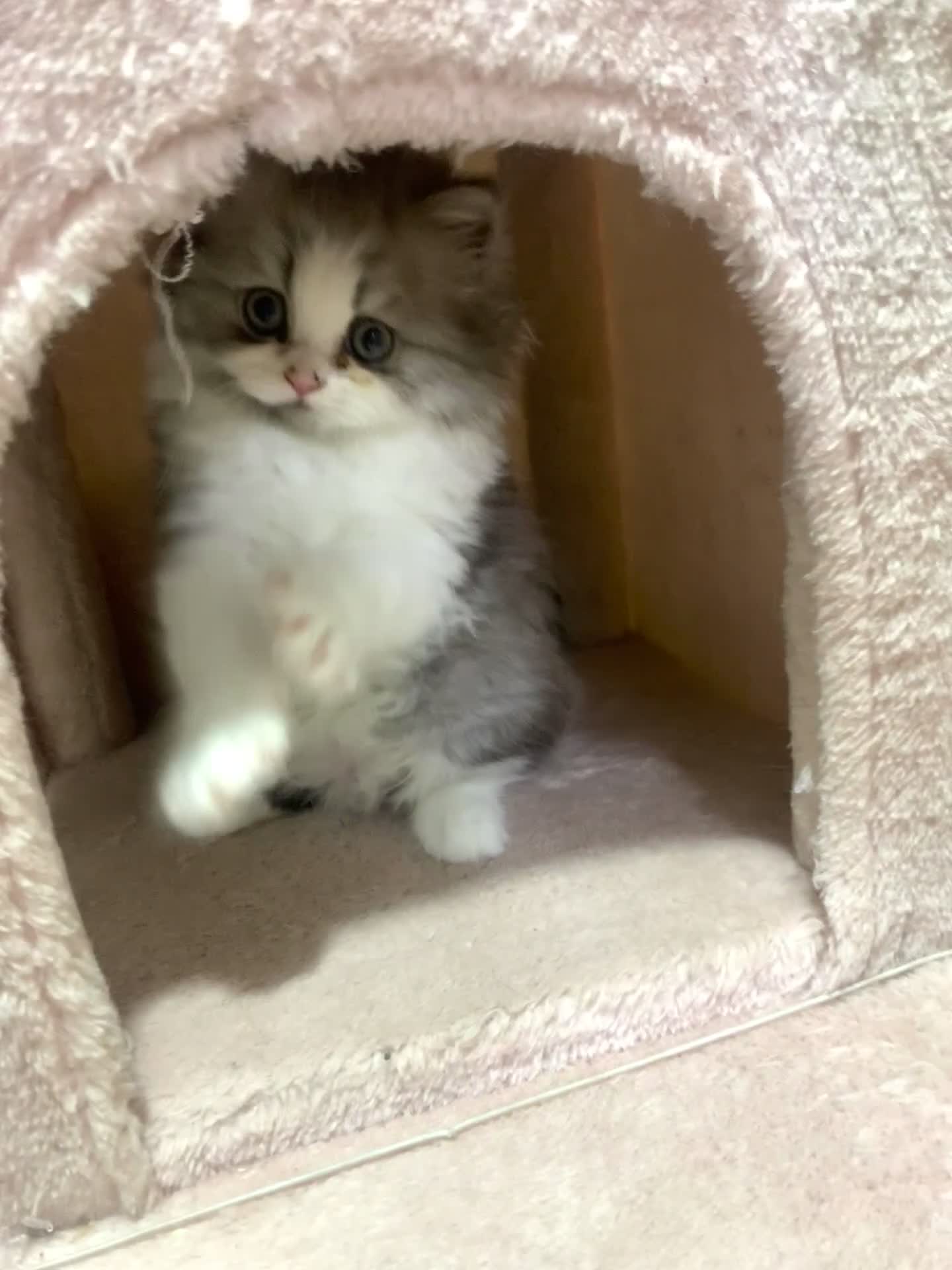 Mixed Breed cats for sale: Mixed breed kitten  - Video 2