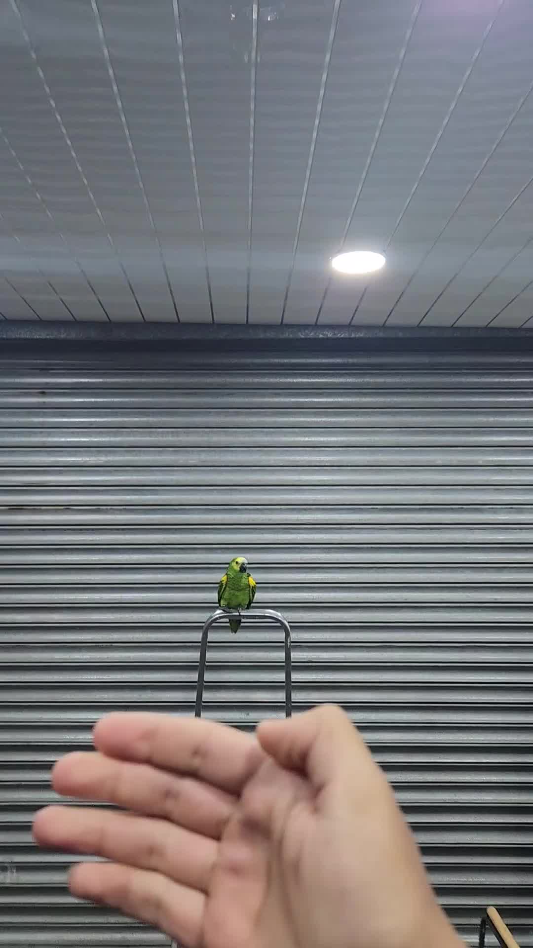 Budgerigars birds for sale: BABY BLUE FRONTED AMAZON PARROT - Video 1