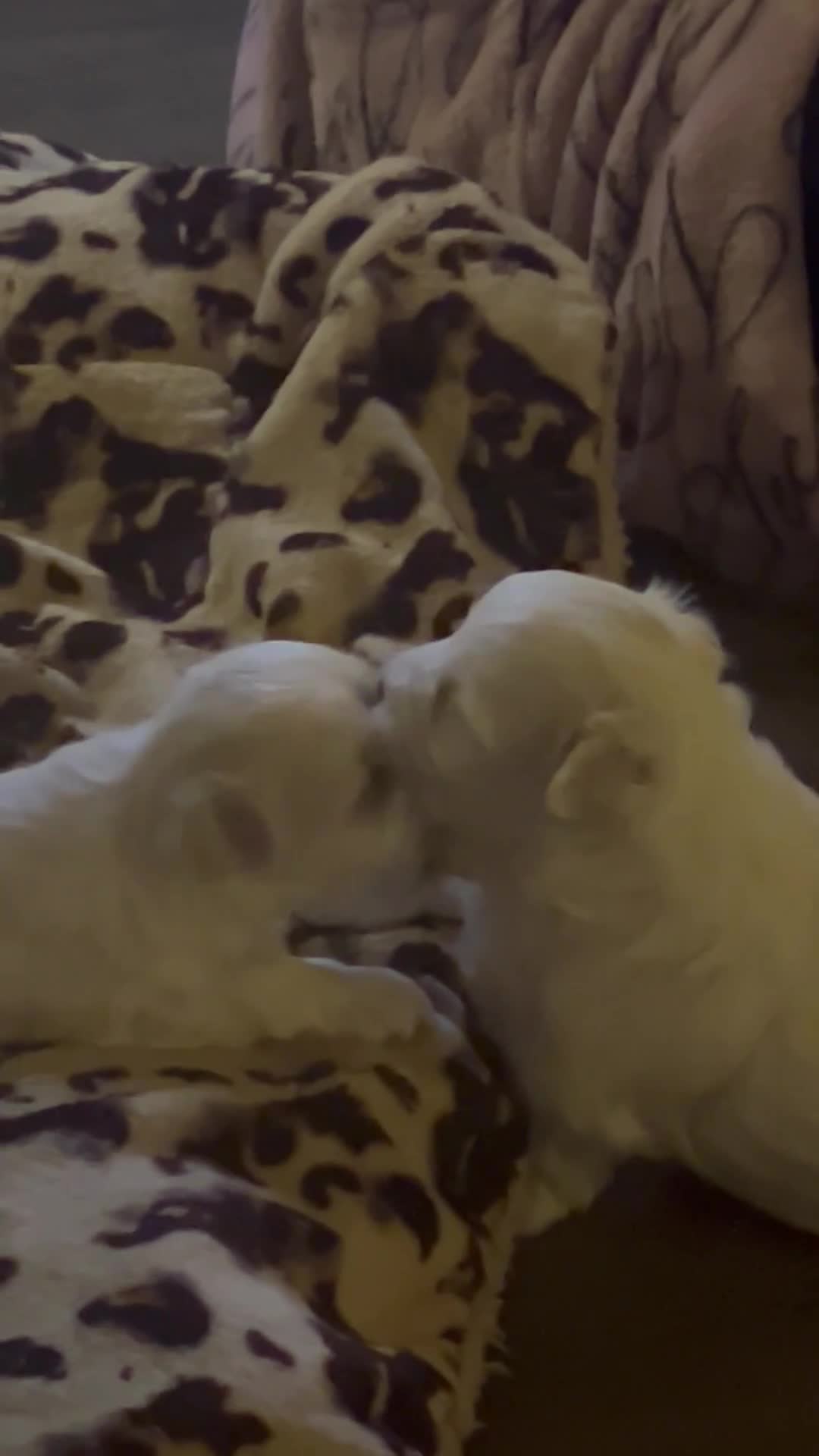 Maltese dogs for sale: Maltese puppies  - Video 1