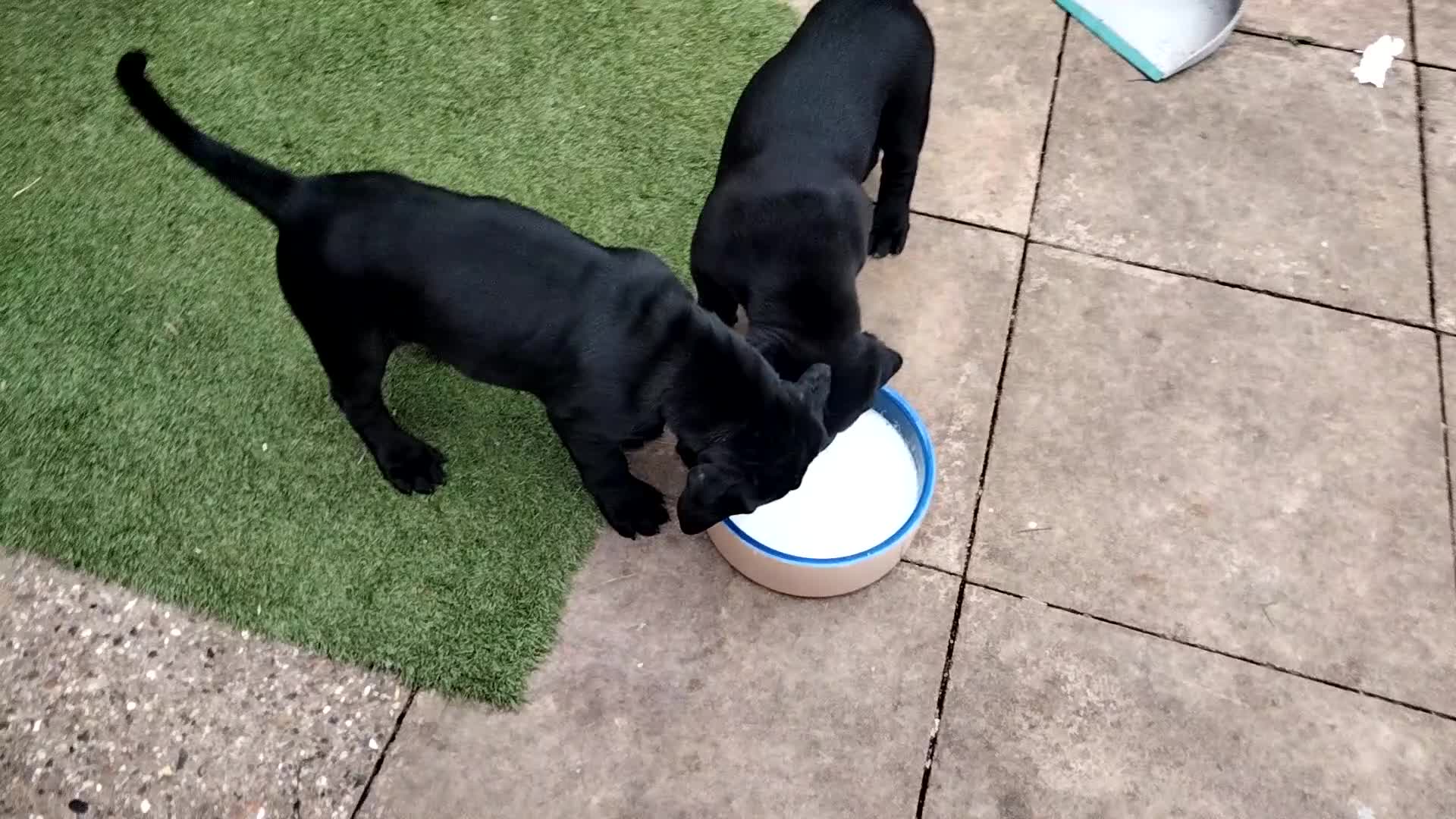 Cane Corso dogs for sale: Cane Corso puppies 14/11/25 - Video 4