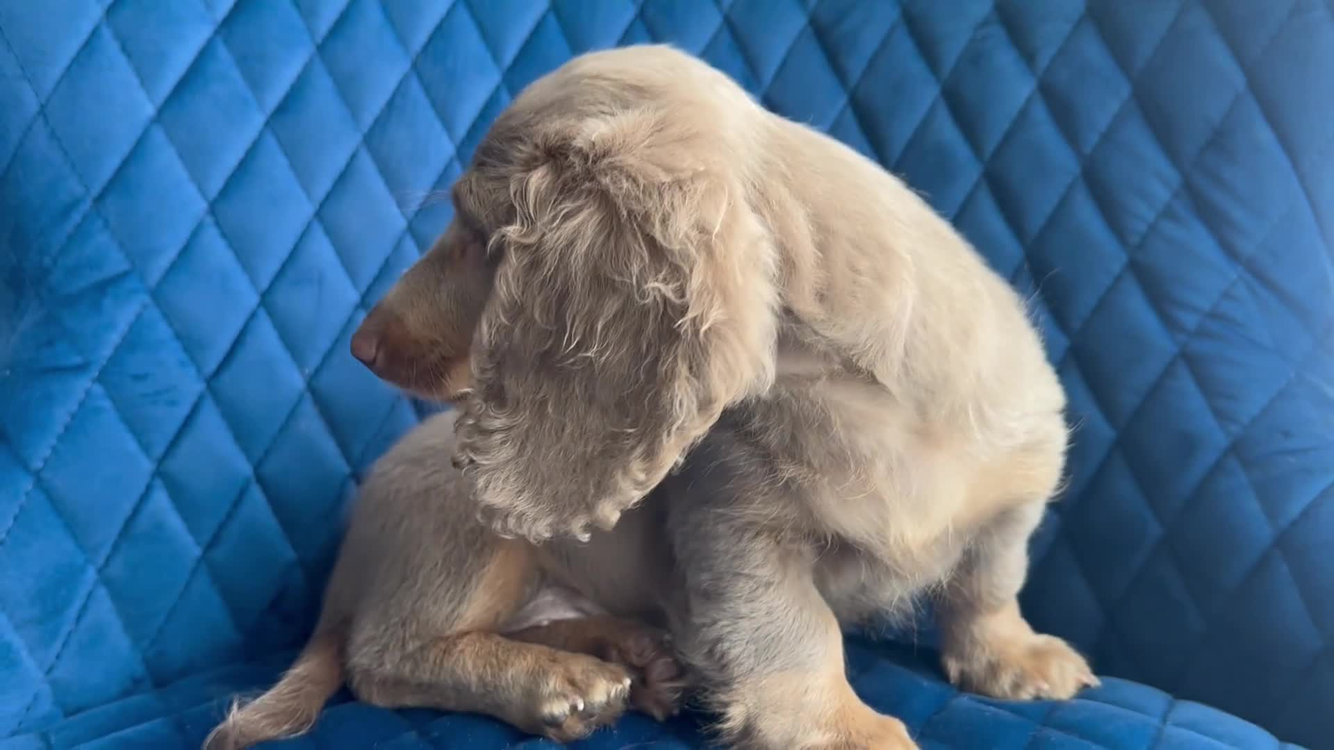 Miniature Dachshund dogs for sale: ✨👑MINI LONG HAIRED DACHSHUND👑✨KC ✨HEALTH TESTED  - Video 1