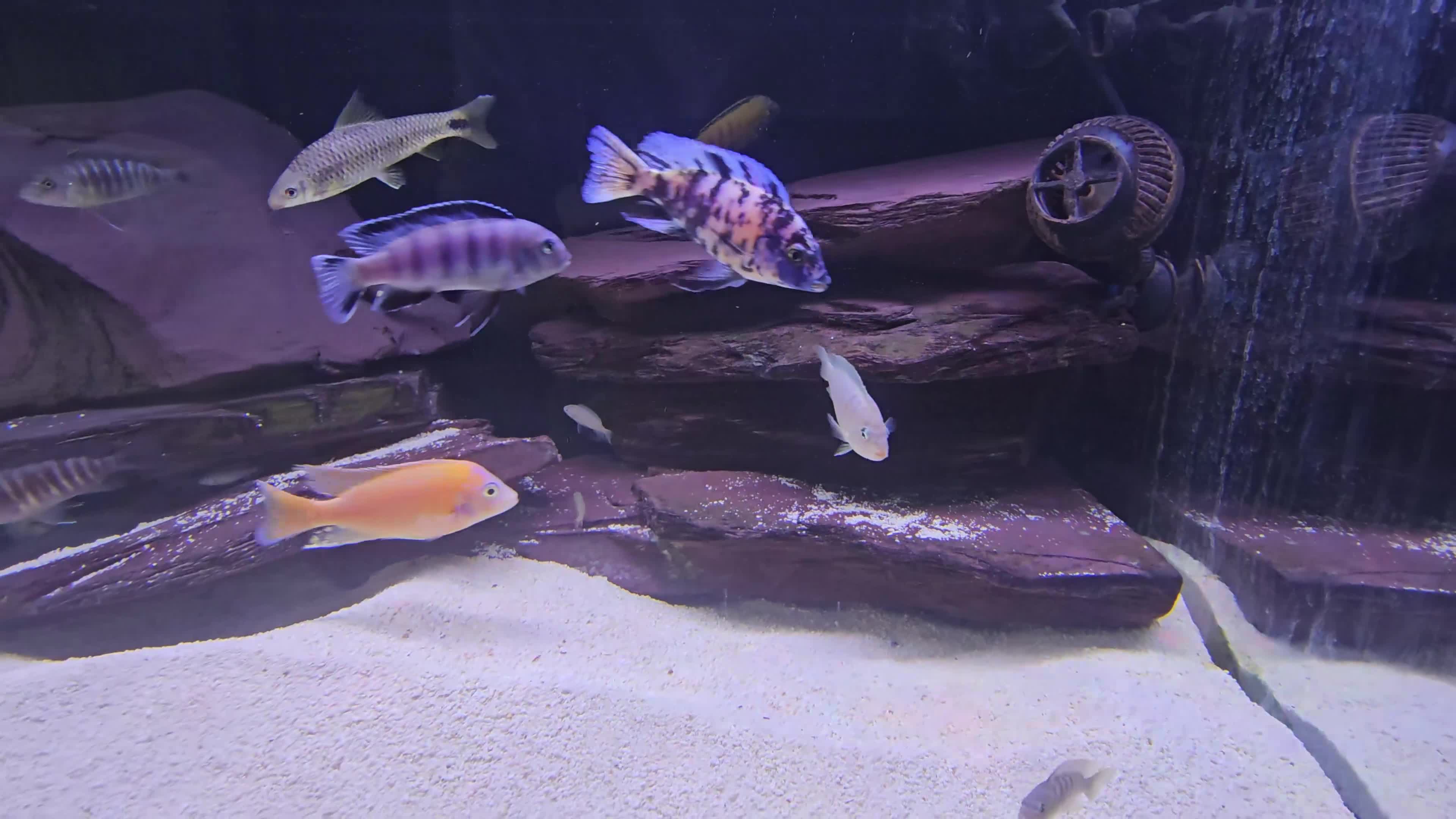 Cichlids fish for sale: African cichlids -  - Video 1