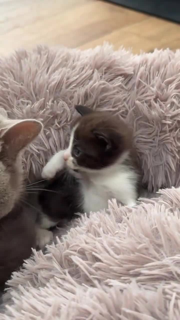 Mixed Breed cats for sale: 4 beautiful kittens, Bengal & British shorthair - Video 2
