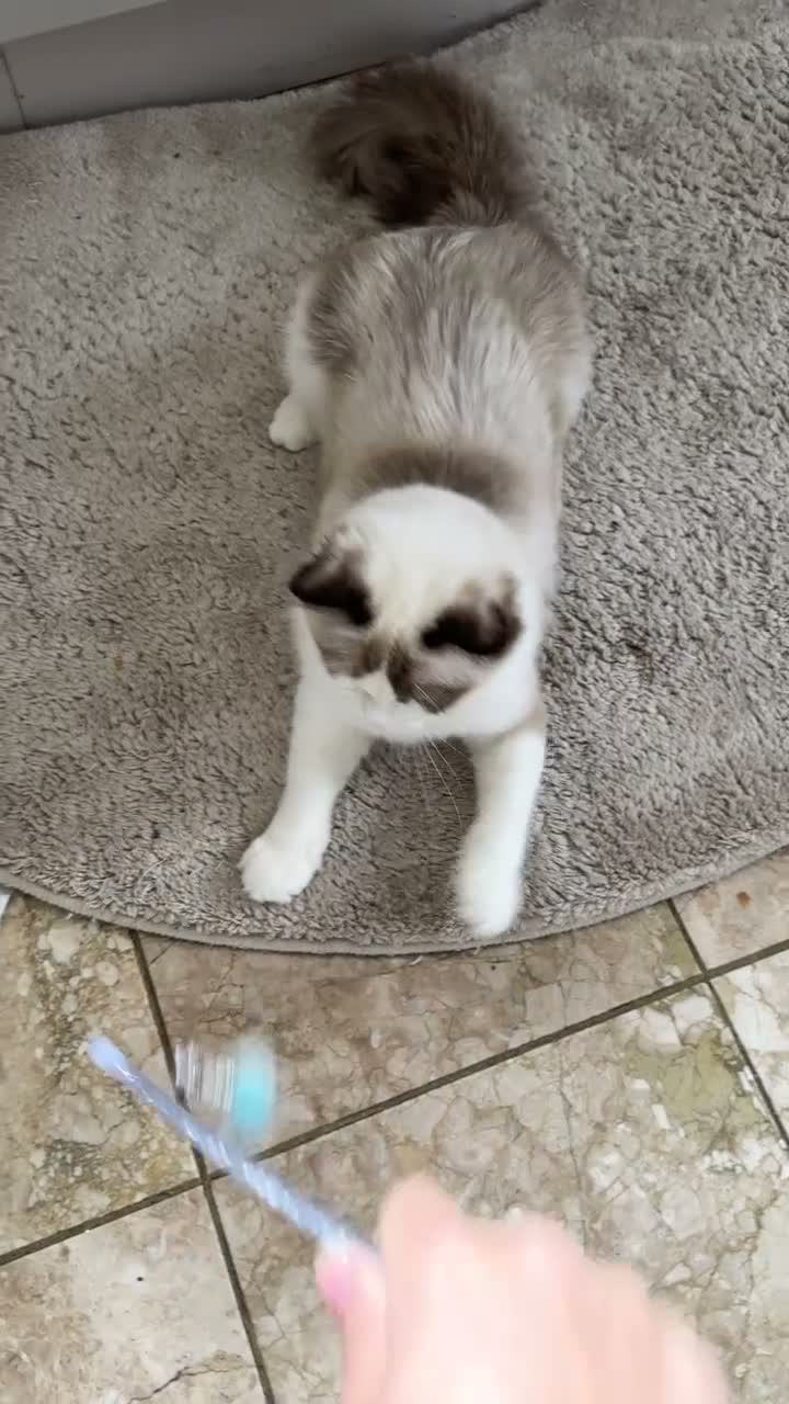 Ragdoll cats for sale: Bicolour ragdoll kittens and mum for sale - Video 1