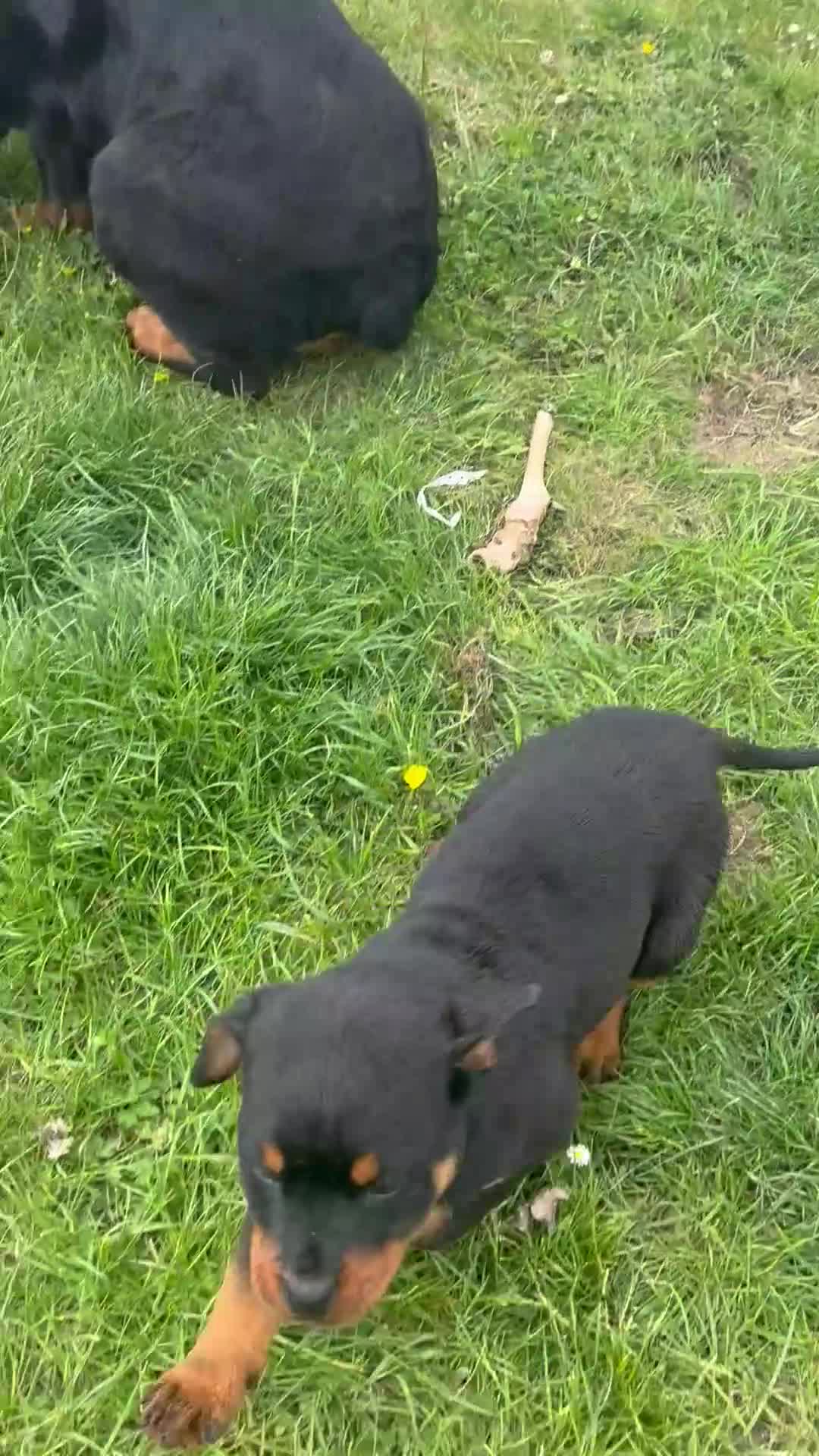 Rottweiler dogs for sale: Rottweiler puppies in Tenterden - Video 1