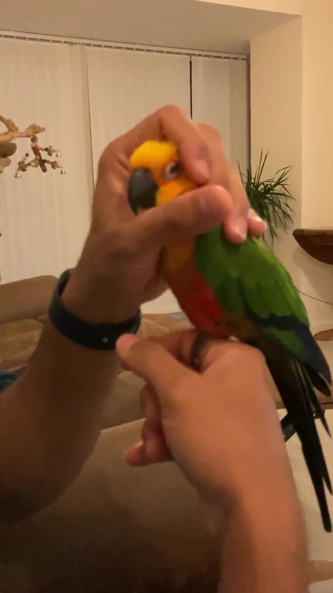 Conures birds for sale: Jenday Conure for Sale-5 Years Old - Video 1