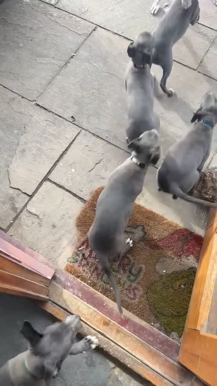 Whippet dogs for sale: ✨1 BOY LEFT!!✨£1,000 - Video 2
