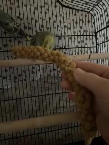 Budgerigars birds for sale: Beautiful hand tame babies budgies  - Video 1