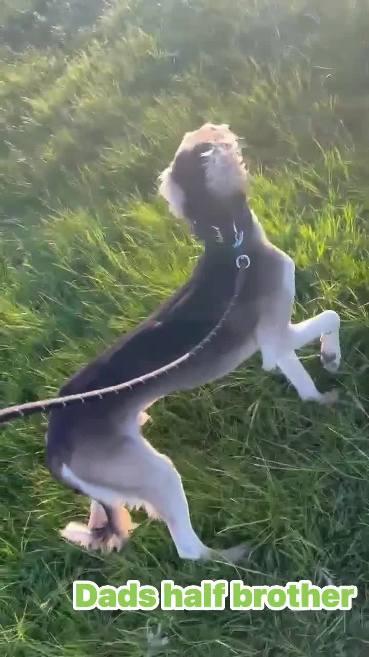 Saluki dogs for sale: KC registered saluki puppies (American bloodlines) - Video 4