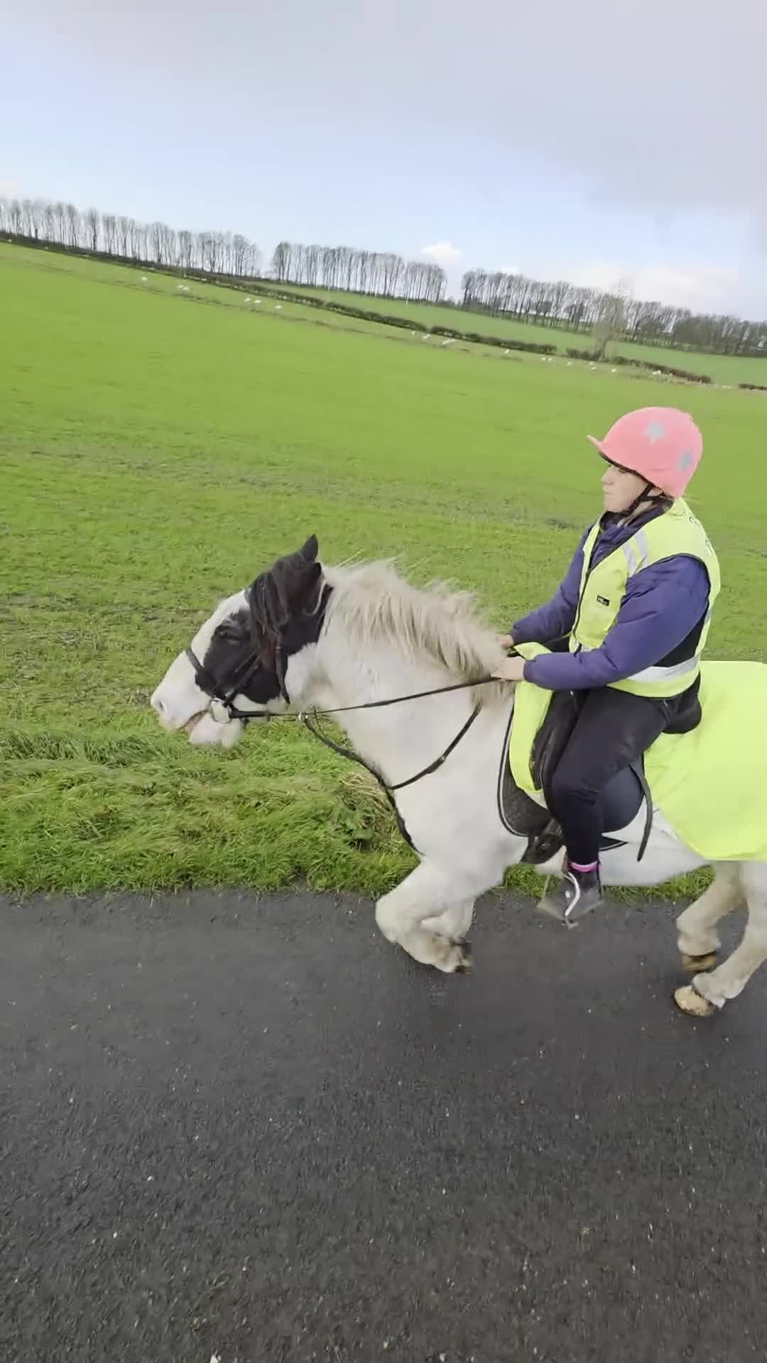 Irish Cob horses for sale: Seb the super cob!  - Video 1