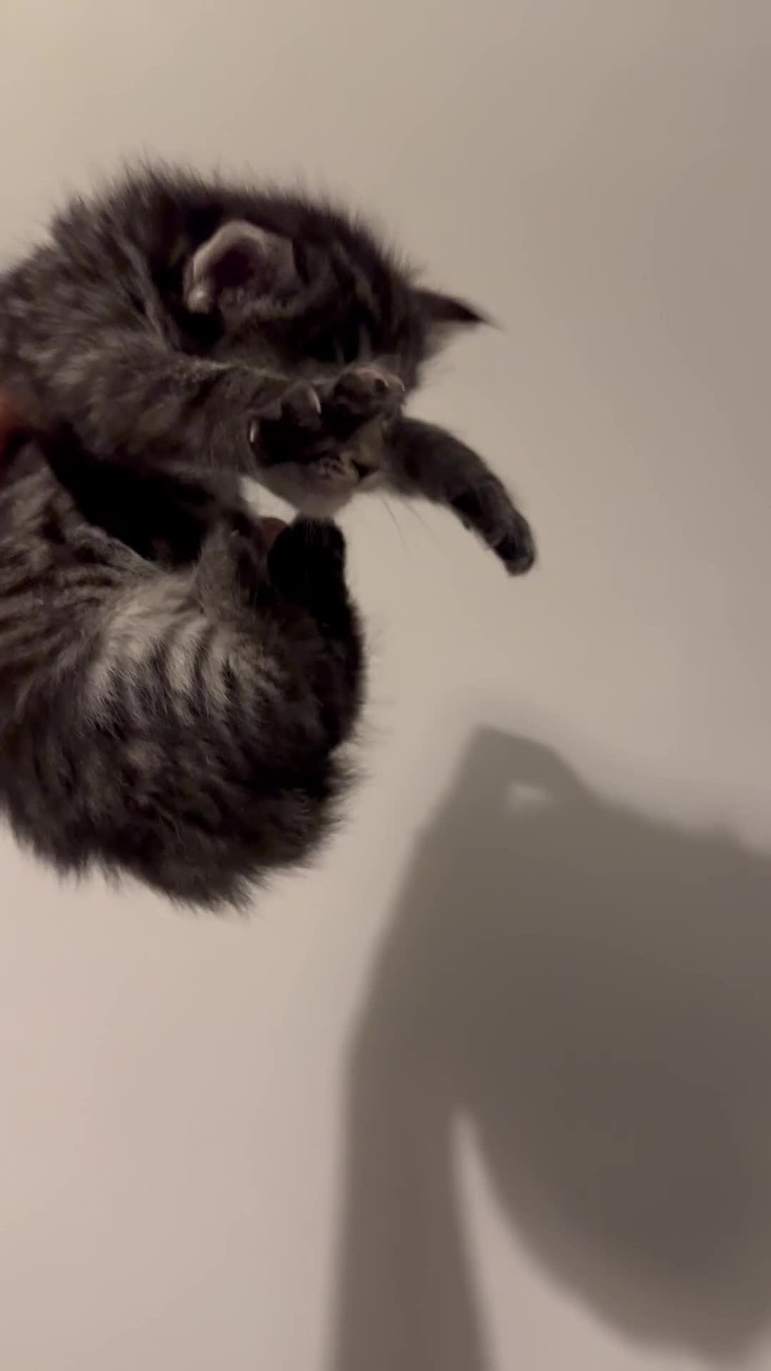 Maine Coon cats for sale: 2 Maine coon x tabby kittens  - Video 2