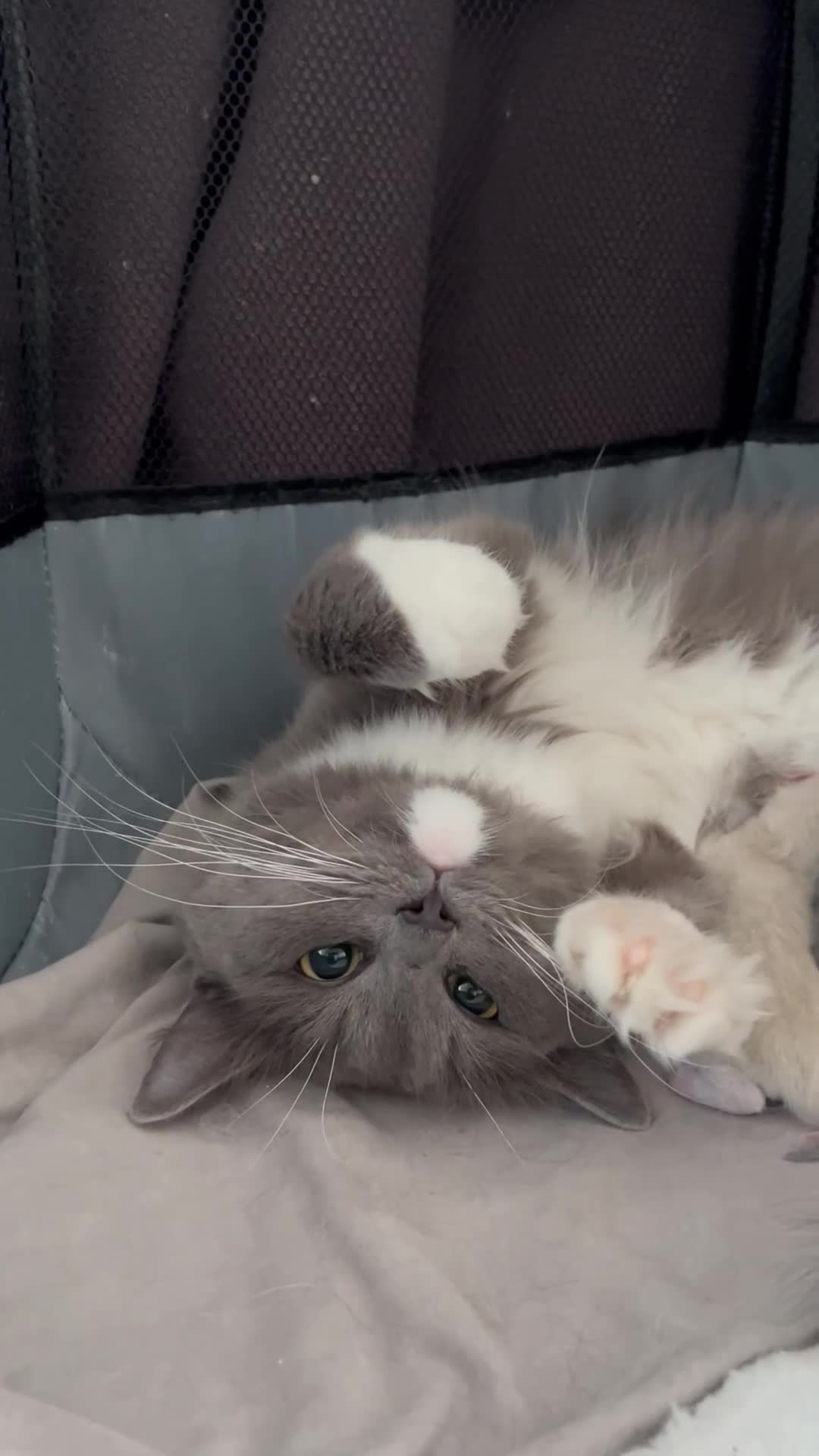 Ragdoll cats for sale: Blue Point/Blue solid Ragdoll kittens  - Video 2