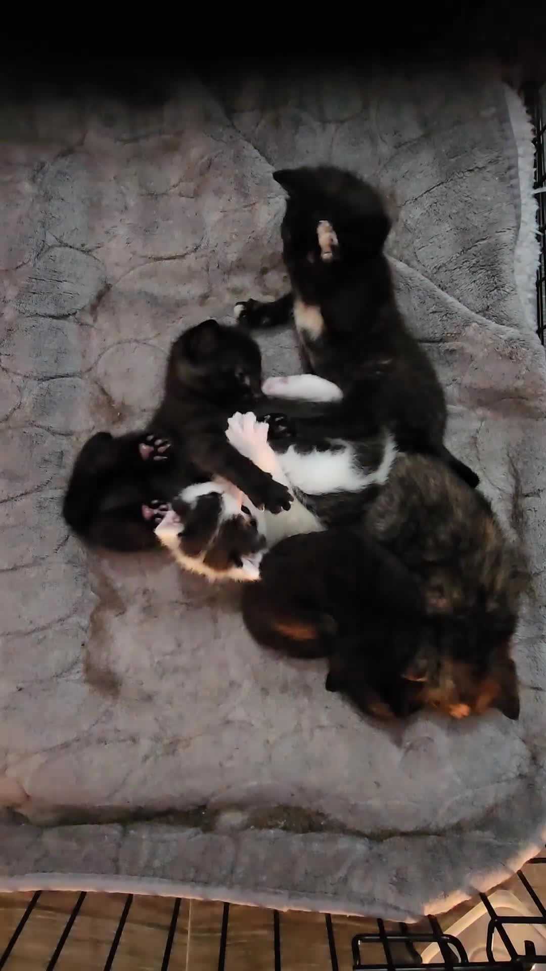 Mixed Breed cats for sale: 5 beautiful kittens in Worcester - Video 1