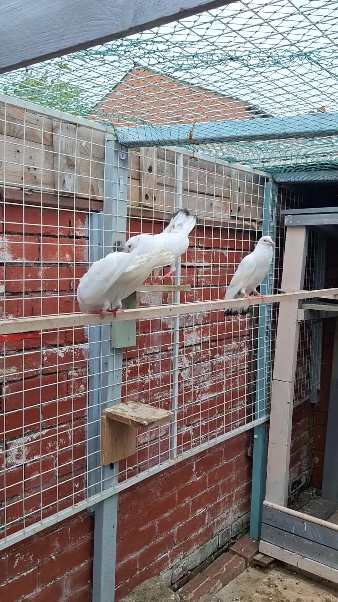 Pigeons birds for sale: 7 Pigeons for sale - Video 2