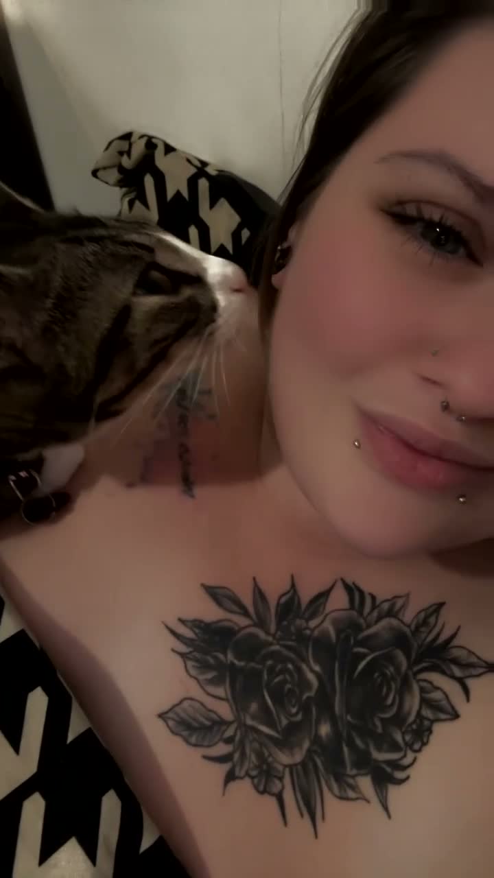 British Shorthair cats for sale: 1year old therapy kitty looking for forever home - Video 1