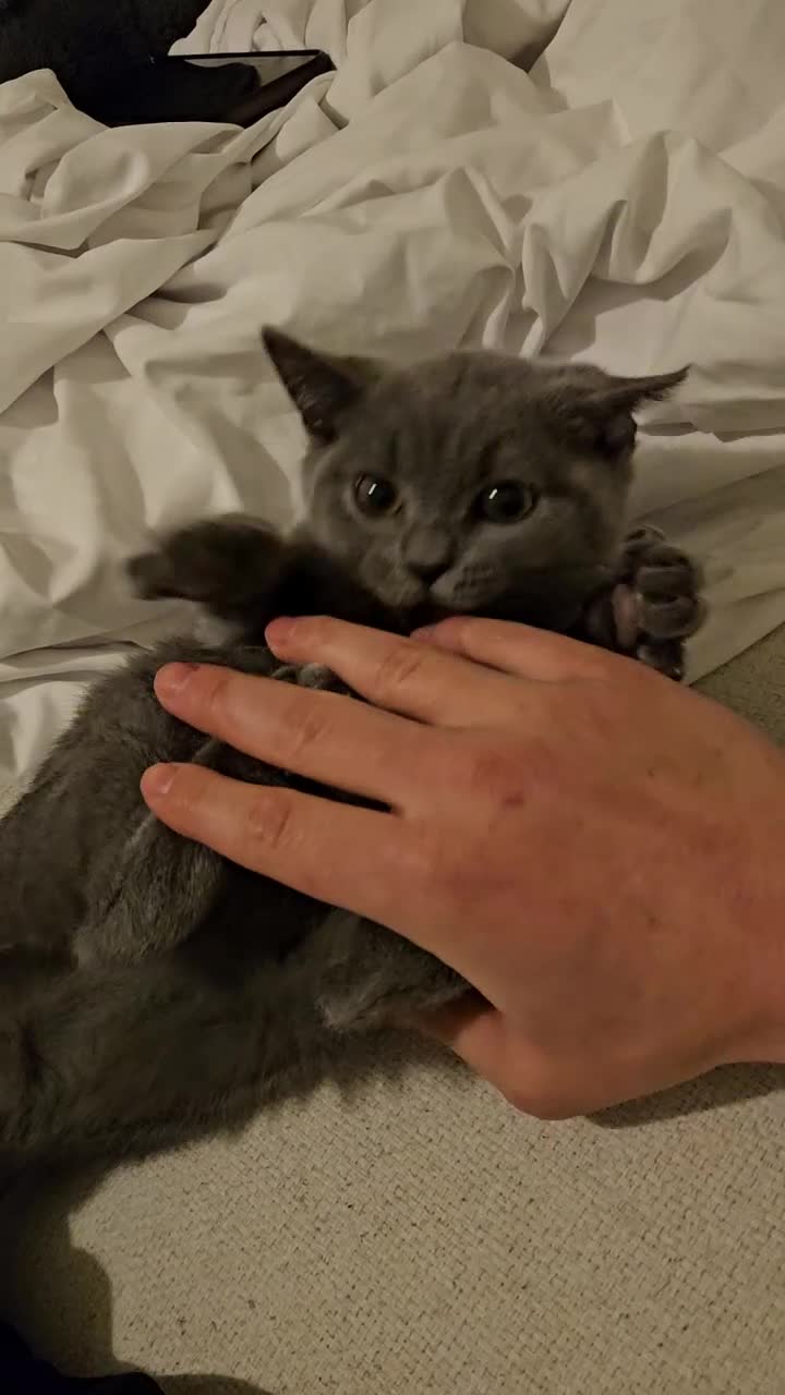 British Shorthair cats for sale: British Shorthair Male Kitten🩶🐱 - Video 2