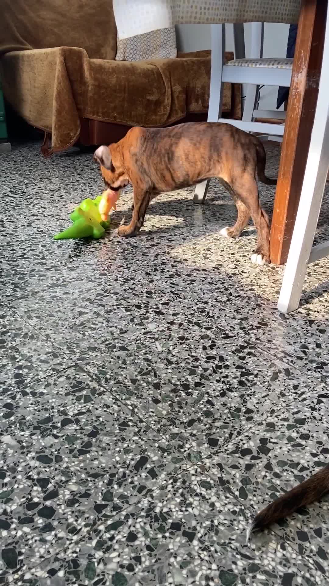 Boxer dogs for sale: KC Registered Boxer puppies  - Video 3