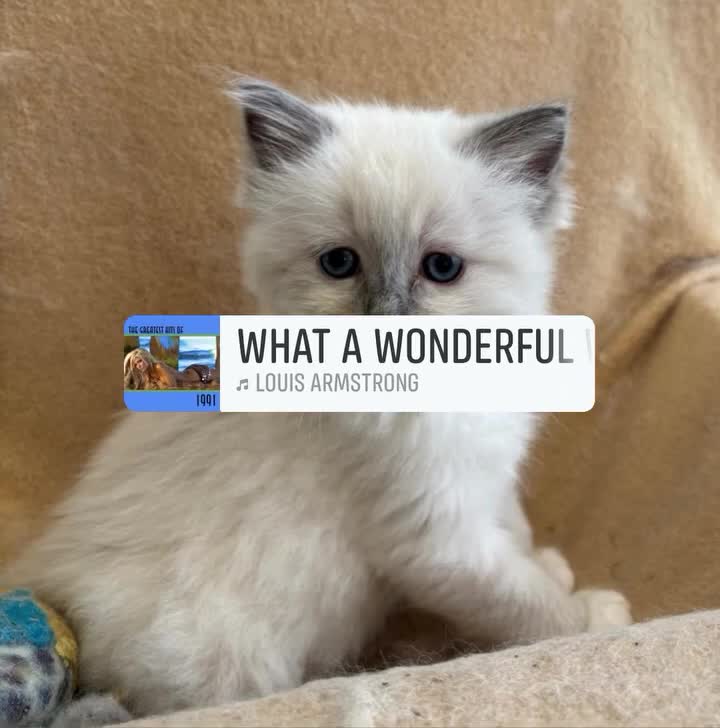 Ragdoll cats for sale: GCCF registered Ragdol kittens  - Video 1