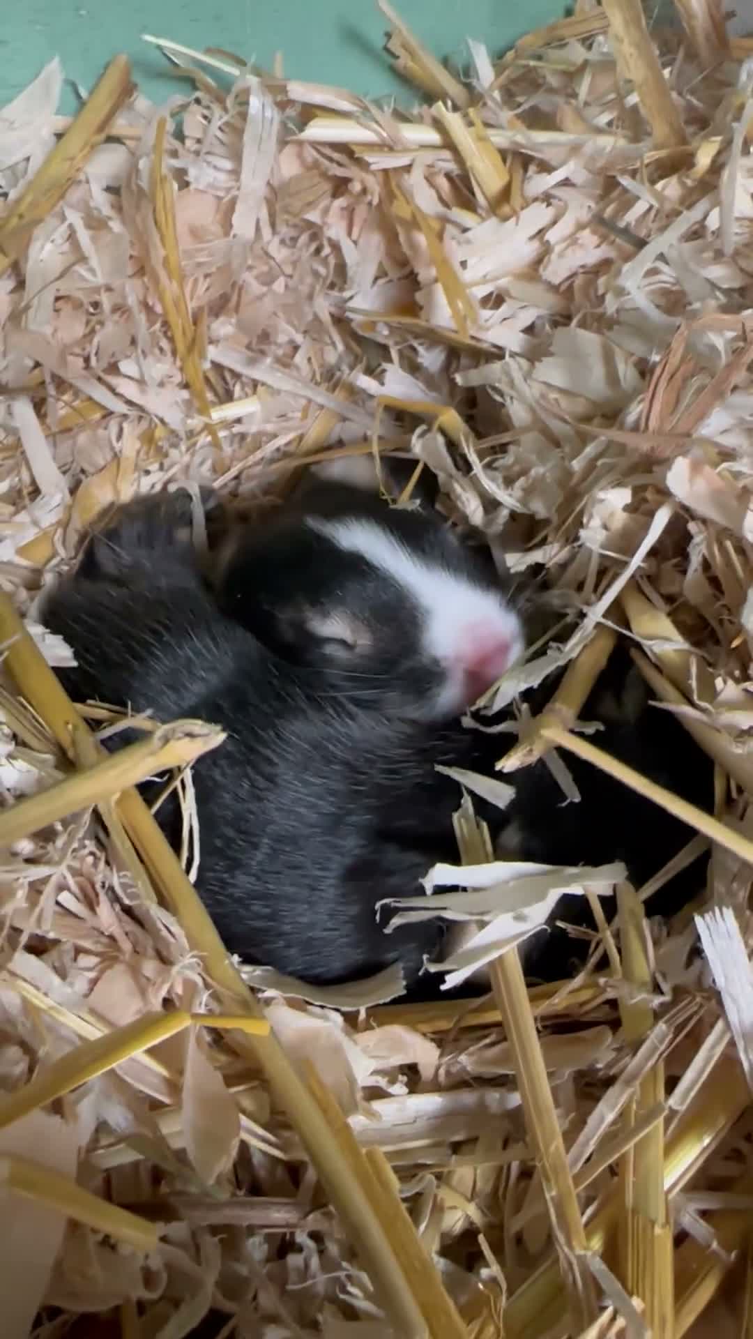 Rex rabbits for sale: Beautiful Baby Rex Bunny Ready 14/09 - Video 1