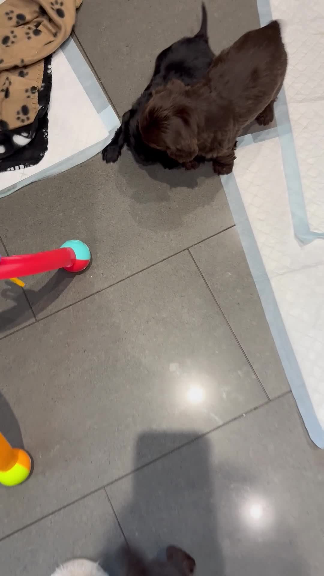 Cocker Spaniel dogs for sale: 3 Working Cocker Spaniel Dogs  - Video 1