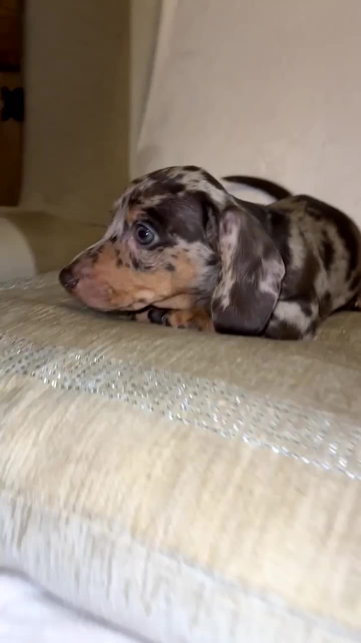 Miniature Dachshund dogs for sale: Kc registered Miniature dashaund puppy’s  - Video 4