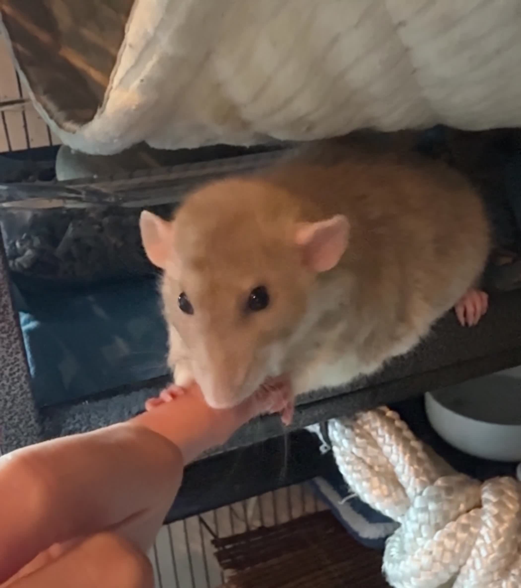Rat rodents for sale: 1 yr old very friendly rat looking for new family  - Video 1